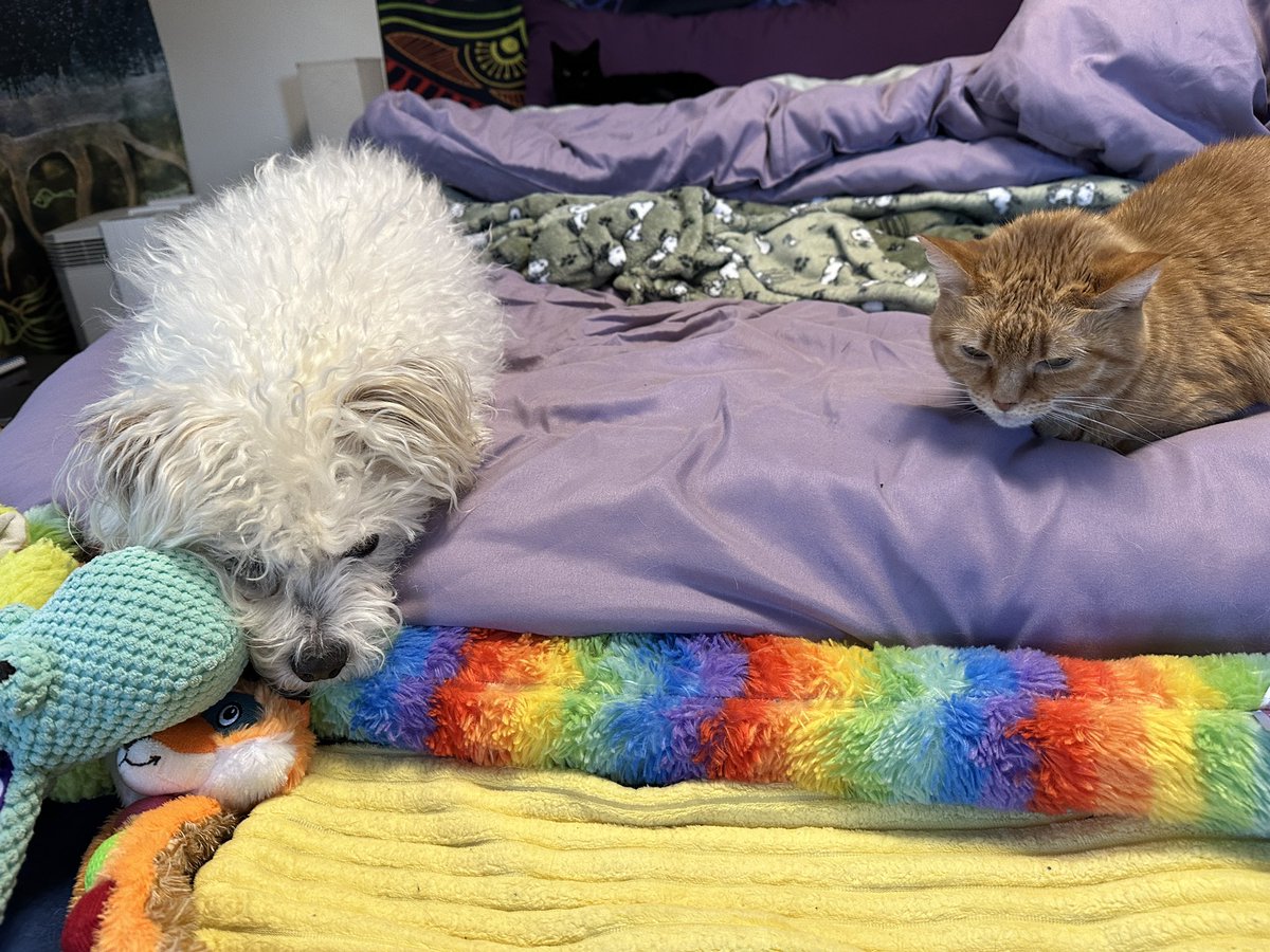 It’s a slow start for us this morning 🌞 it’s cold ❄️ out there and Finn is thinking my litter box might be a better option. 
#snow