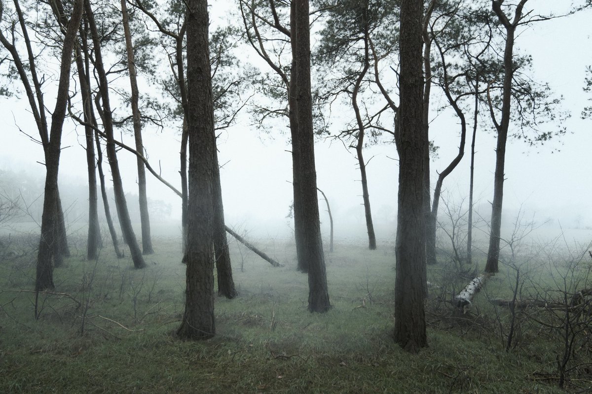 Thimo mit h | EDITION 3/17 tweet media