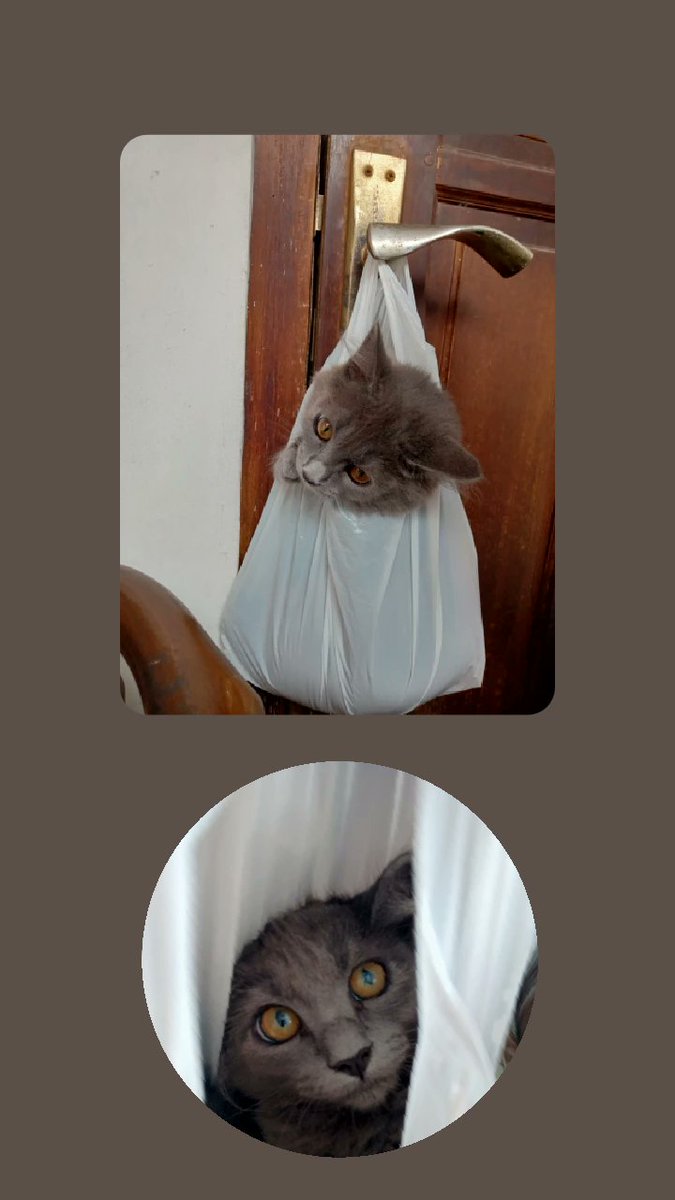 kinasihhhh's tweet photo. (⁠ ⁠ꈍ⁠ᴗ⁠ꈍ⁠) bonnie (⁠◍⁠•⁠ᴗ⁠•⁠◍⁠)

Thread dedikasikan untuk makhluk berbulu 🐈‍⬛🐈‍⬛ https://t.co/ueDG15zvIB