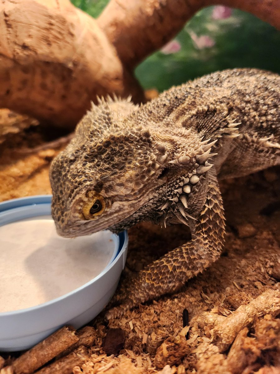 PyroRat18's tweet image. Unfortunately, django passed away last night. He was 11 years old. Very loved and will be missed. Xx