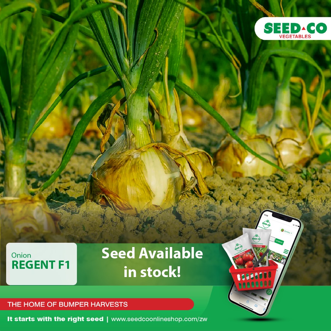 Seed Co Vegetables Zim tweet media