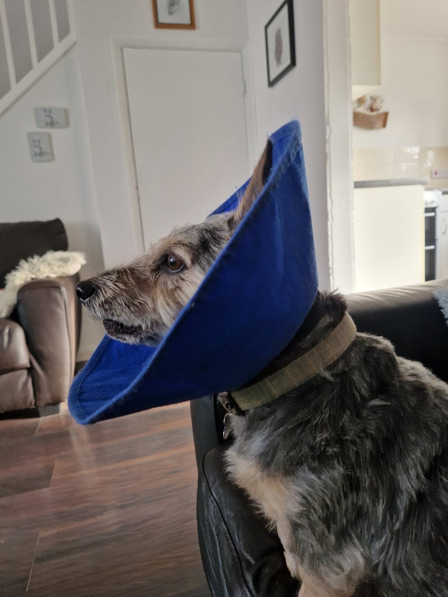 jennystape's tweet photo. First I chased a catsie out of me garden then I sat and woofed at a doglet on me telly 😂🤭
#NormalServiceIsResumed #BovverBoys https://t.co/zD3cE1TNYW