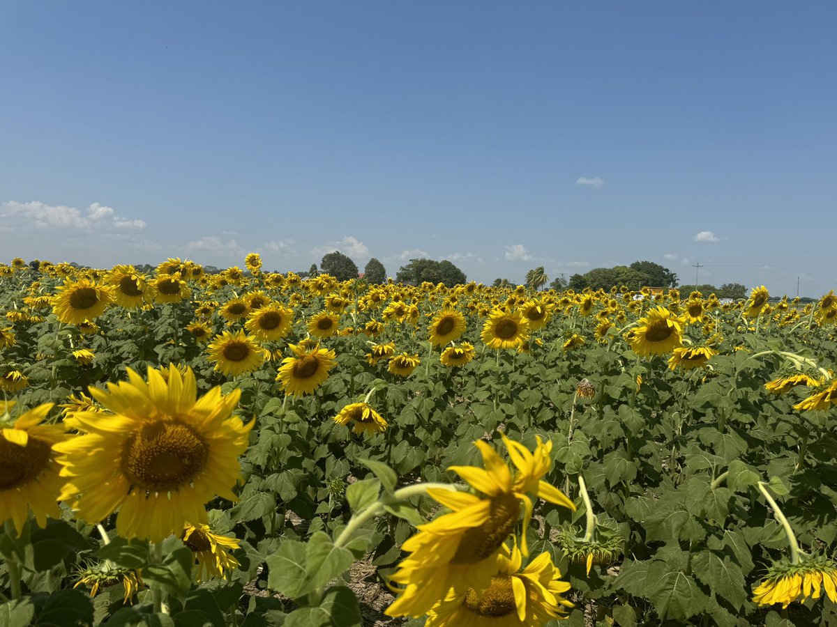 agilbertoagro's tweet photo. Girasol. (Helianthus  annuus) Reconocidos con el símbolo del sol y simbolizan admiración. Cultivó alternativo en el ciclo de Norte Verano en Venezuela. https://t.co/gfeIggdnL6