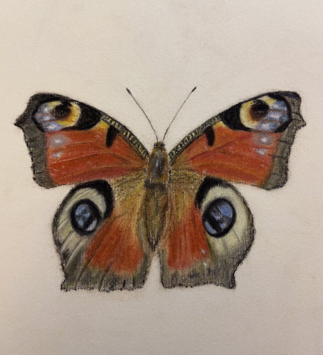 On a brief visit here today I am sharing two #butterfly #drawings of mine. I just finished the Painted Lady this week. Looking forward to warmer weather in the spring when these lovely creatures reappear. Happy 2024 all. 😘 #art #artist #pastels #butterflies #sketch