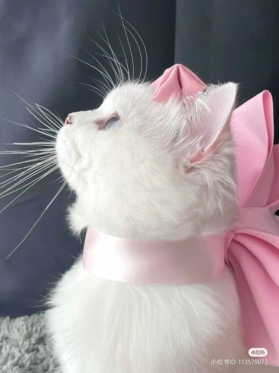 _LoveCuteThings's tweet photo. https://t.co/jNXMpT5Eqs