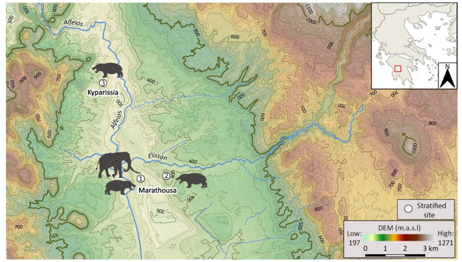 Harvatilab_tue's tweet image. 📣 New paper by Roditi [@EffrosyniR] et al. 🎉 #humanevolution
Our paper on the ecology of the straight-tusked elephant from the Middle Pleistocene site Marathousa 1 is out! The 🐘 carcass had been butchered &amp;amp; is therefore directly linked to hominin presence in the area. 🧵