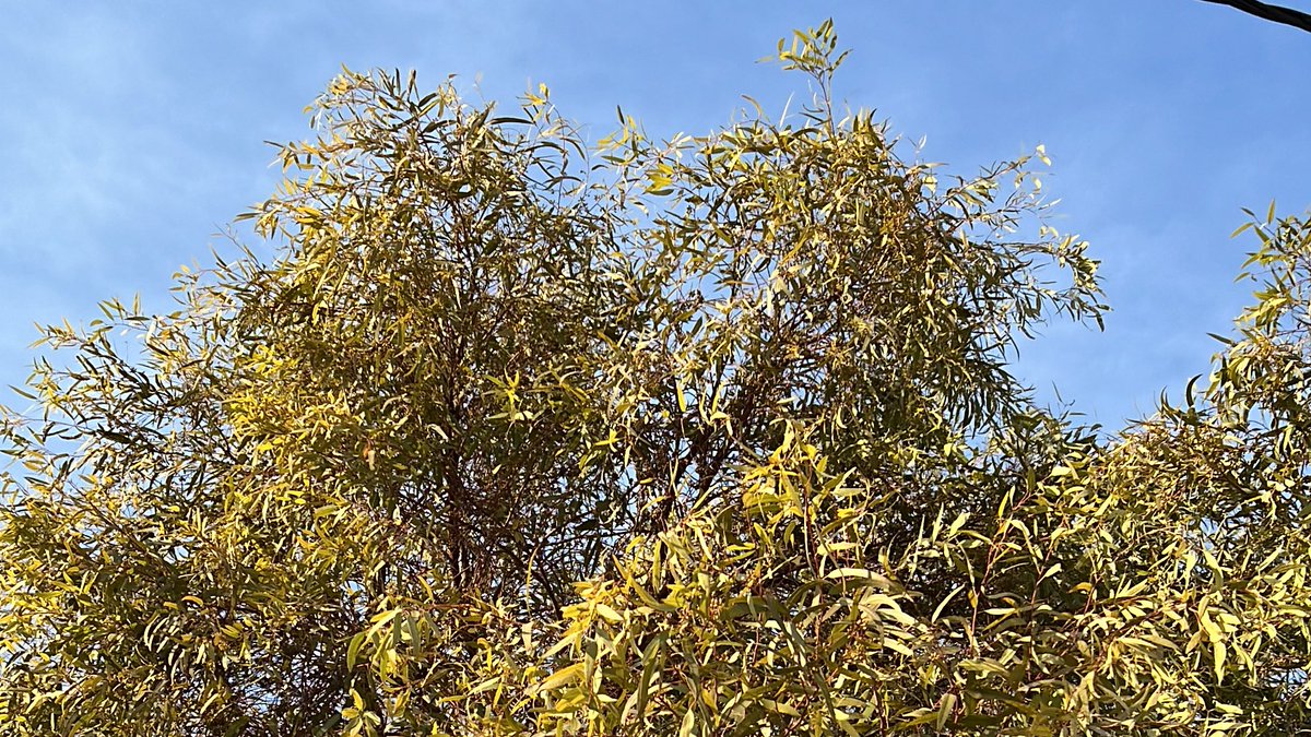 زينب سجاد tweet media