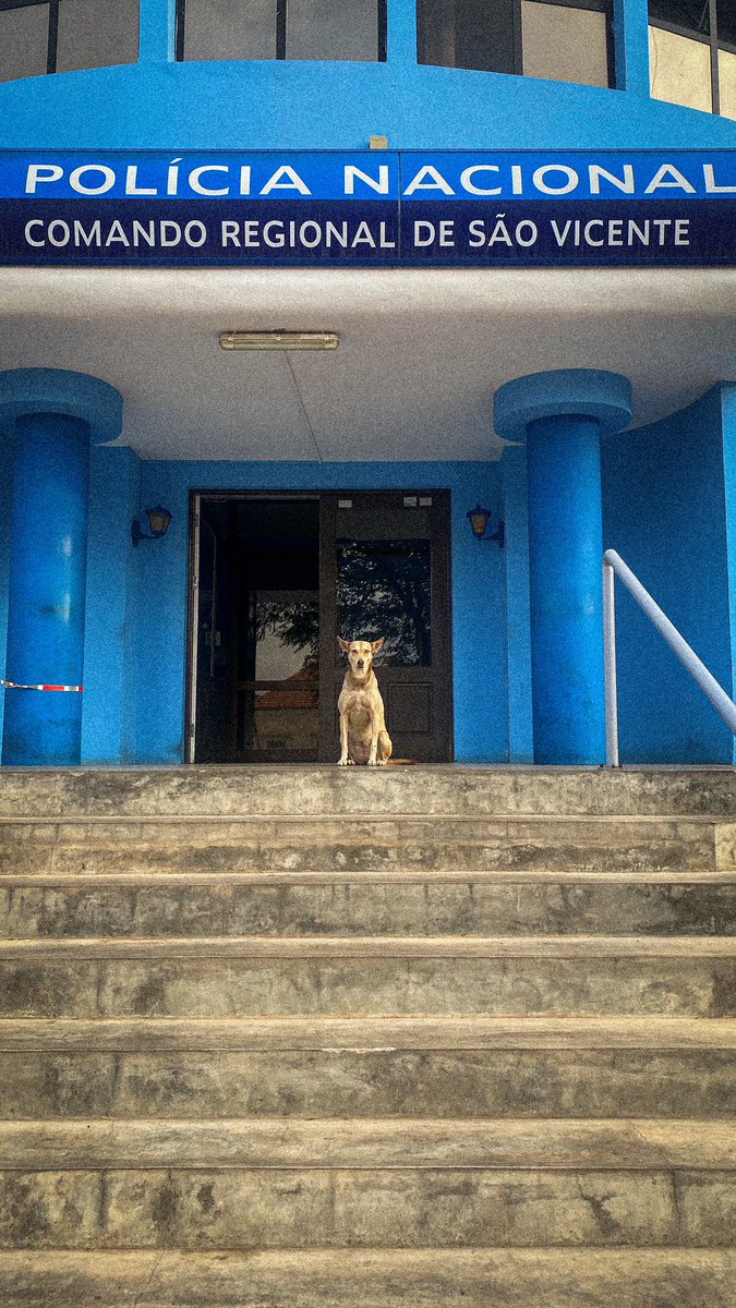WigerWiggy's tweet photo. Sra. Agente Caramelo 👮‍♀️🐕 https://t.co/rmkOosVvz7