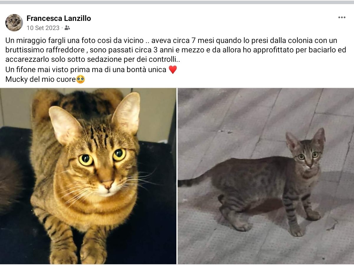 unonlus's tweet photo. #mucky non cerca casa, non piรน, ormai #francescal non potrebbe piรน separarsene, lo ama troppo. Ma lui ci fa capire che ognuno ha il suo carattere e i suoi tempi e che la pazienza e l'amore possono fare miracoli โค๏ธโค๏ธโค๏ธโค๏ธโค๏ธ https://t.co/2jGFu7Cd6g