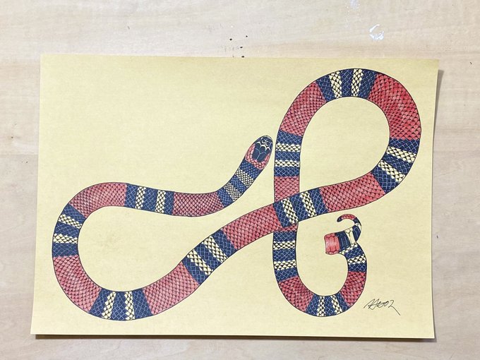 1/20,21静レプ 出品作品サンゴヘビ ドローイングSouthern coral snake <Micrurus frontalis>絵と英名,学名が違ってたらご指摘ください 