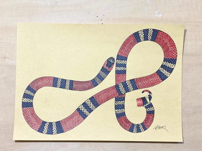 1/20,21静レプ 出品作品サンゴヘビ ドローイングSouthern coral snake <Micrurus frontalis>絵と英名,学名が違ってたらご指摘ください 