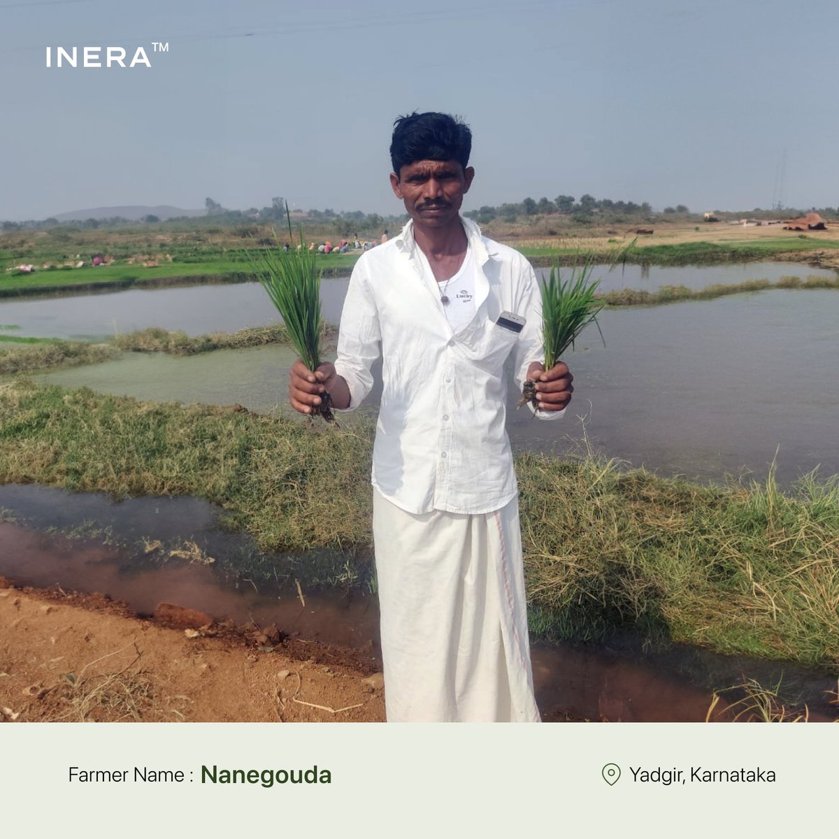 Inera_ag's tweet photo. Nanegouda, paddy cultivator from Karnataka, showcases the progress in his paddy cultivation. Following a field demo of INERA’s biofertiliser, Nanegouda noticed an increase in the height, greater panicle counts of each individual plant, and a dense fibrous root structure.
#INERA https://t.co/unpDtuAjDs
