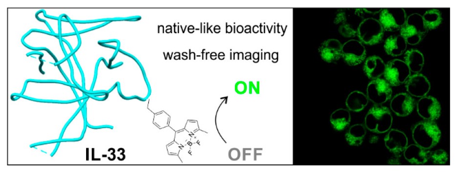 Fluorogenic probes are getting larger! Now putting OFF-to-ON BODIPYs into whole cytokines for wash-free imaging of immune cells. Terrific job led by Abi Reese @dynafluors and many great collaborators NEW #ASAP Read it here: go.acs.org/7I1