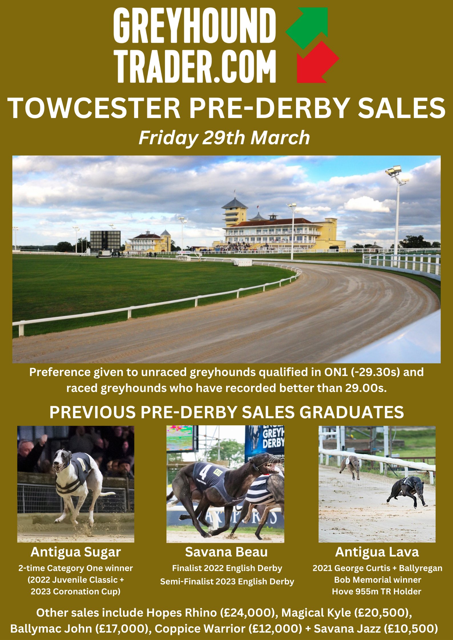 Sale greyhounds cheap live