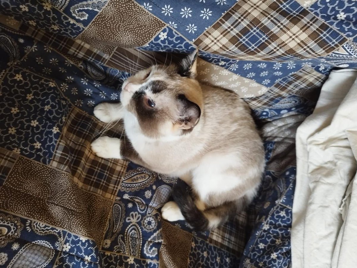 LunaProtectora's tweet photo. LYS 🤗

¡Lys es una gatita súper buena! ❤️❤️

¿Te animas a darle un hogar?

Cariñosa, simpática y juguetona 🥰🥰

No te arrepentirás 🤩

Escríbenos a protectorafundacionluna@gmail.com https://t.co/f46vfNiiBu