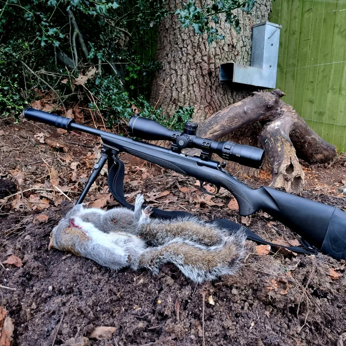 ACountryChap's tweet photo. Introducing #LittleBrownDog to vermin control. Early morning grey squirrel control with @BrowningArms #TBolt #17HMR for one of my regular woodland management sites.

17 removed in 60 minutes &amp; all the feeders topped up.

#vermincontrol #verminmanagement #wildlifemanagement https://t.co/qG6hypHYmO