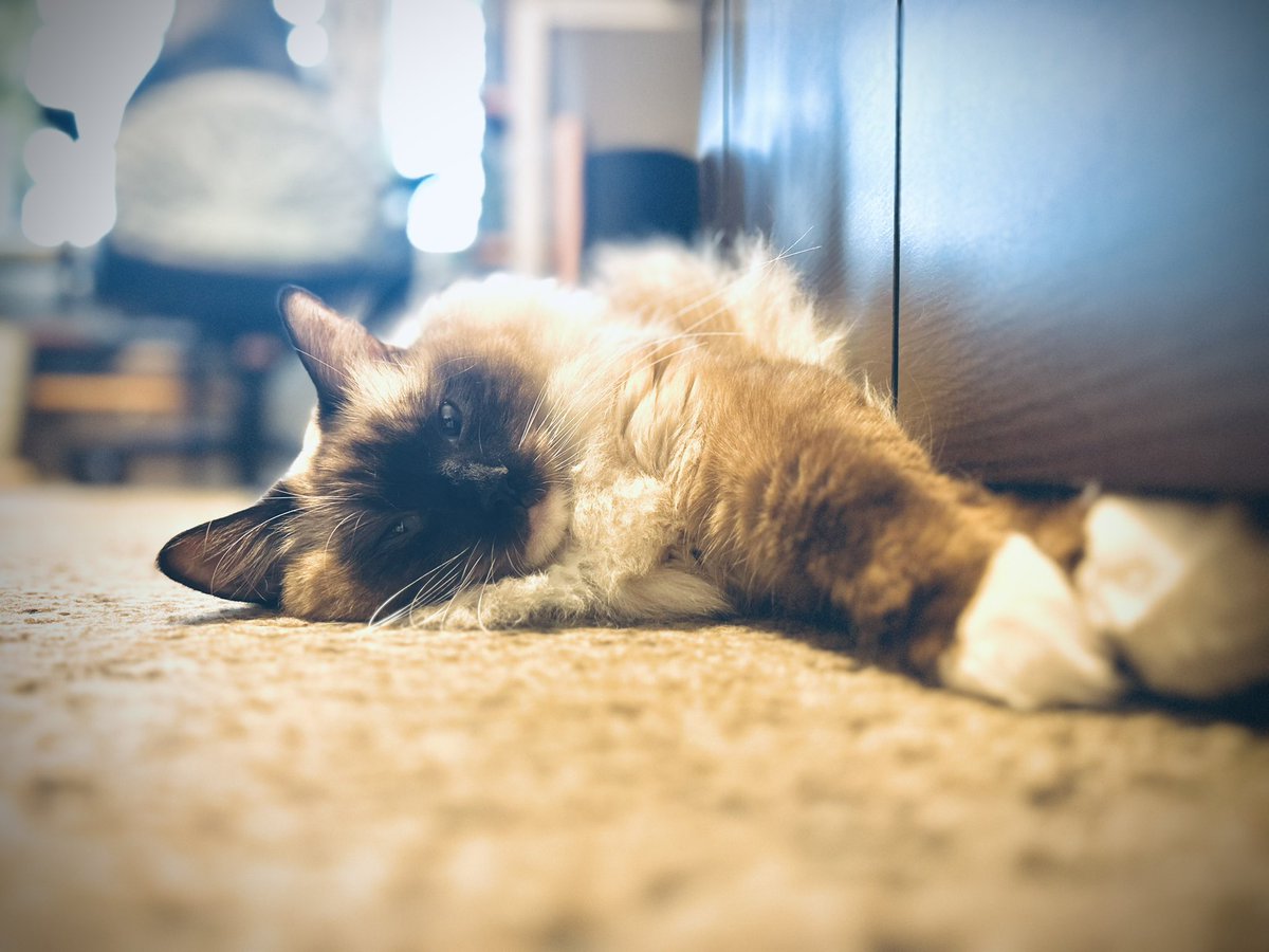 creative_egg_jp's tweet photo. 携帯カメラの性能が良すぎて一眼レフが収納されたまま。

#猫 #ラグドール https://t.co/B0NRRDUOLk