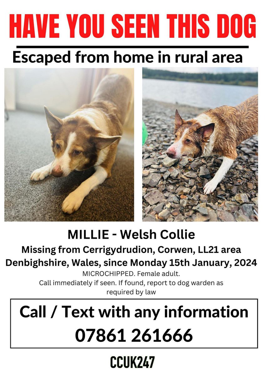 colliesontherun's tweet photo. MISSING IN RURAL AREA
MILLIE #CERRIGYDRUDION, #CORWEN, #LL21 #DENBIGHSHIRE, MONDAY, 15/1/24
PLS LOOK OUT FOR HER AND RING THE NUMBER ON POSTER WITH ANY SIGHTINGS.TY
@CorwenFC @ForgeCorwen @CarolPoyerPeett @ruthwill64 @juliagarland73 @gelert01 @JacquiSaid @thedogfinder @bs2510 https://t.co/2SsEh7O6nL