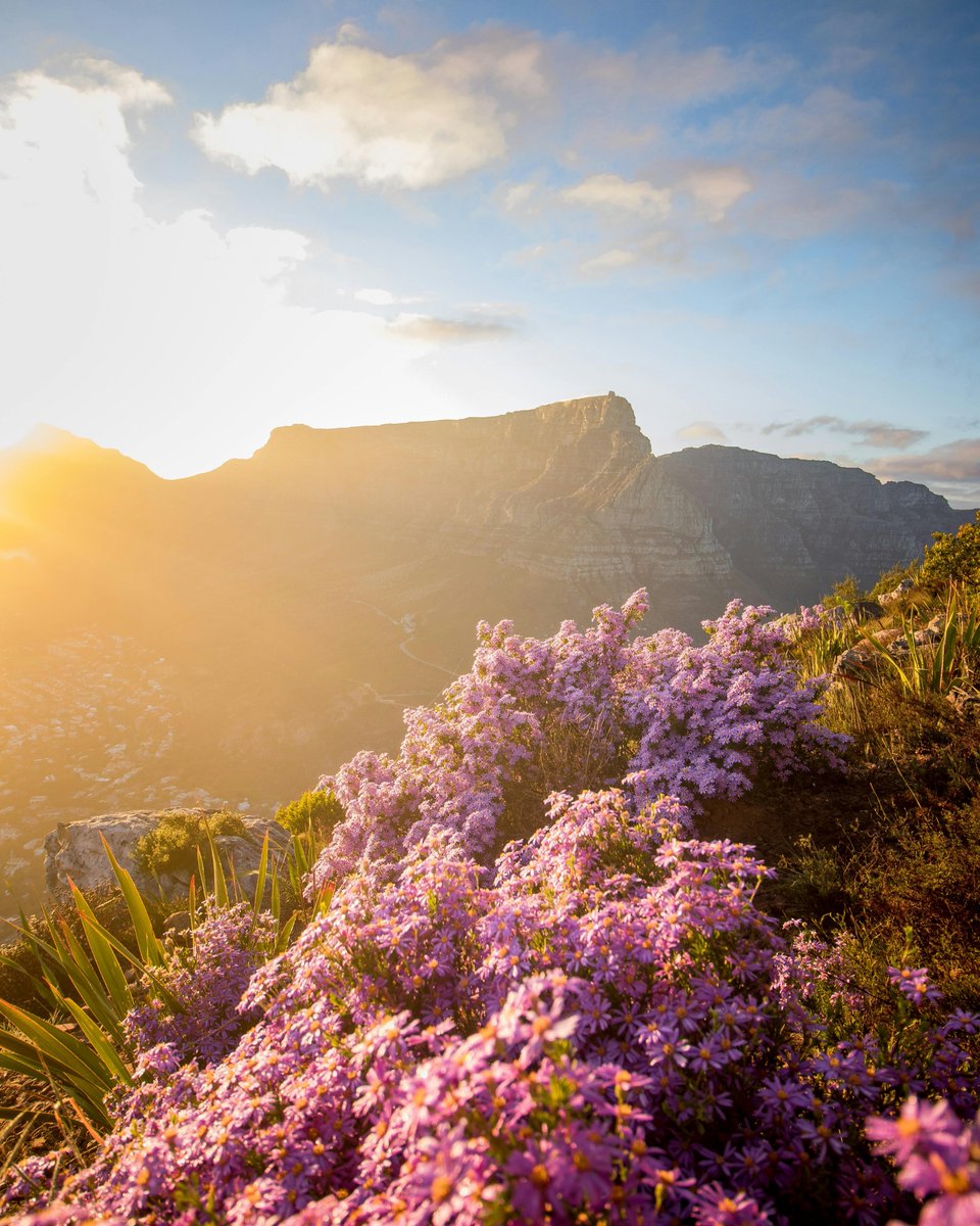 Tawi____'s tweet photo. Cape Town is a modern, cosmopolitan city surrounded by nature. Centered around Table Mountain, one of the New 7 Wonders of the world, the Mother City is known for its beautiful beaches, stunning biodiversity, award-winning food and wine, and sheer variety of experiences on offer https://t.co/9USosYY4Us