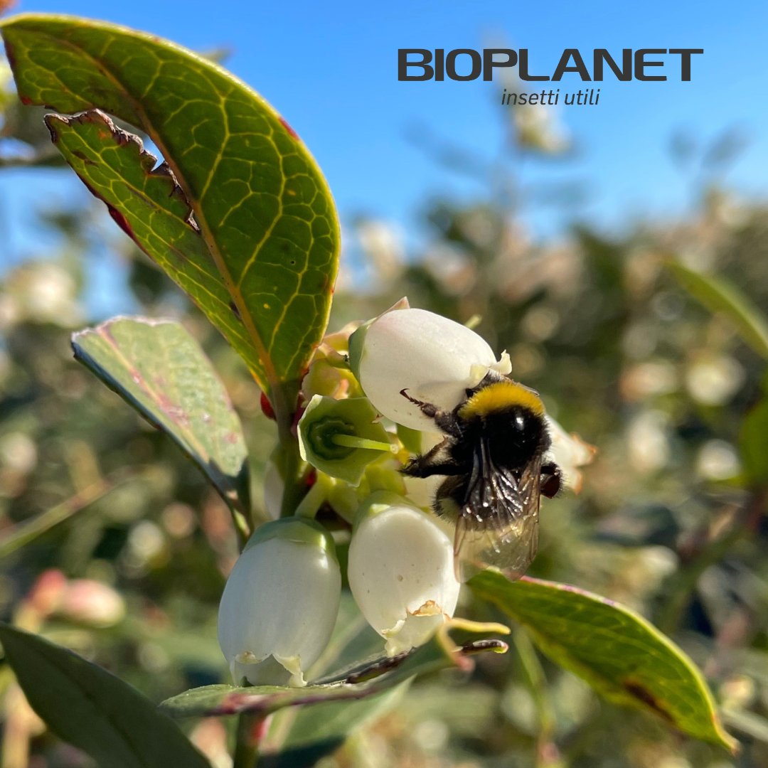 bioplanetES's tweet photo. El uso de colmenas de #abejorros (#BOMBOX) 🐝 en el cultivo de #frutosrojos🍓🫐, incrementa significativamente la producción!!
Vale la pena dejarse ayudar por estos bichitos.
#Bioplanet #Controlbiológico #Berries #Huelva https://t.co/XlfcGF93WK