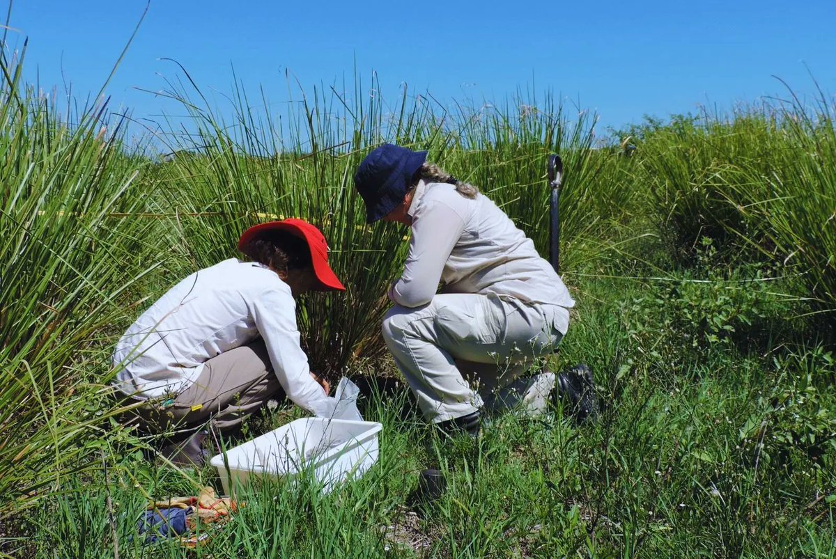 🇦🇷 promotes investigation & statistics to foster agrifood ♻️. Experts from @intaargentina detected the presence of 55 tons p/ hectare of organic carbon in the Province of Chaco. This result indicates the health of soils & facilitates agri-planning toward resource conservation. 🌱