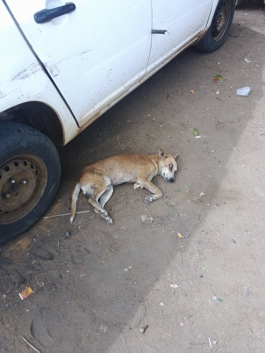 @KSPCAKenya Saw this sickly dog in kavisuni trading centre of Kitui county yesterday, seemingly with a gorged eye, one half leg and very frail and emaciated, could you possibly send help?