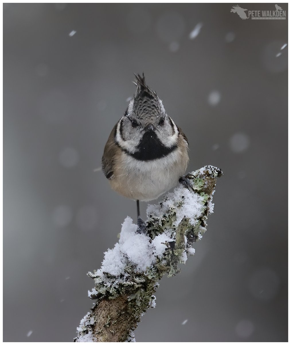 Crested Tit - with snow falling, I had to visit the woodland again. Magical. #crestedtit #naturelovers #winterwatch #birdphotography #BirdsSeenIn2024 #highlands #scotland #snow