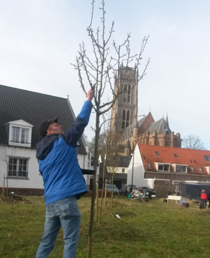 Vanwege de grote belangstelling organiseer ik zaterdag 24 februari een extra Workshop Snoeien van fruitgewassen in Zaltbommel (basis). Voor gevorderden is er op 3 februari nog een workshop. De workshop van 17 februari zit vol. Info op: mijneigenfruitboom.nl/workshop-snoei…