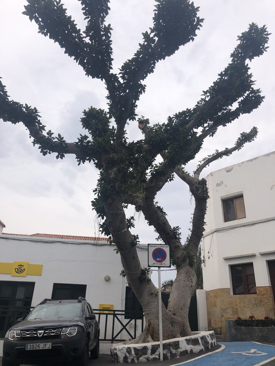 tweetTimHubbard's tweet image. After yesterday’s “roots” master class, today we move on to “grafting” and “pollarding”…

#grancanaria #treesurgery