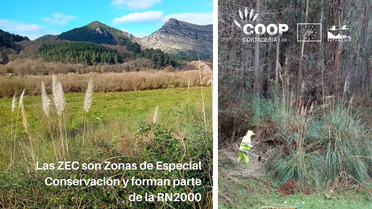 stopcortaderia's tweet photo. Protegemos las zonas costeras de la RN2000 y los corredores fluviales de la invasión por #plumero👍  Nuestros compañeros de #SAEMA (CEE de Amica), entidad coordinadora del proyecto #LIFE Coop #Cortaderia, mantienen sus esfuerzos para liberar de #plumero la ZEC Río Agüera 💙 https://t.co/3JFBUZNMKP