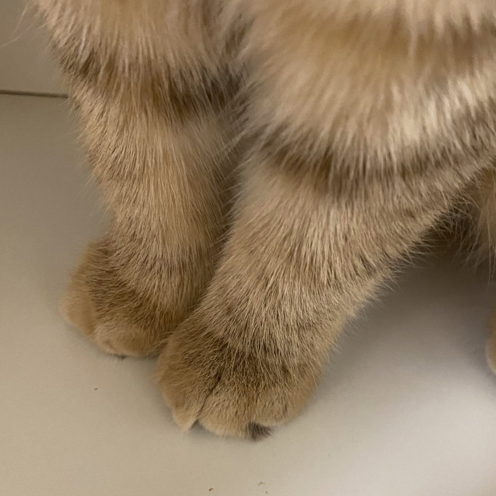 offthetab1e's tweet photo. 우리 집 고양이 발 ㅈㄴ 하찮다 진심 https://t.co/maHu00kk89