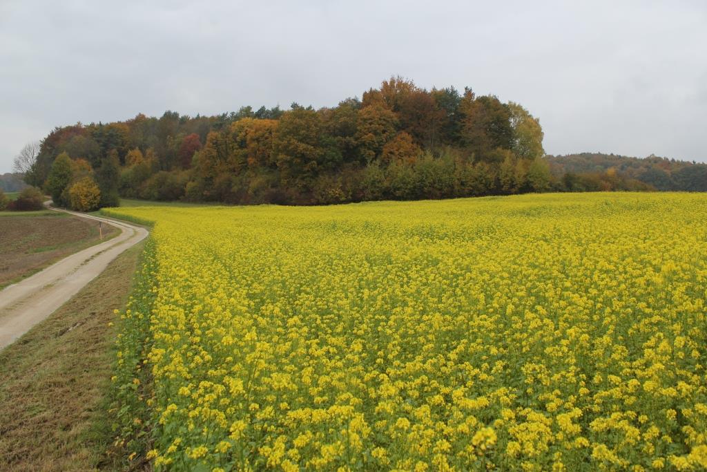 Just published: Our take on the recent doubts about the efficiency of #covercrops for #carbon sequestration in soils. A large body of literature provides evidence of average positive effects. onlinelibrary.wiley.com/doi/10.1111/gc…