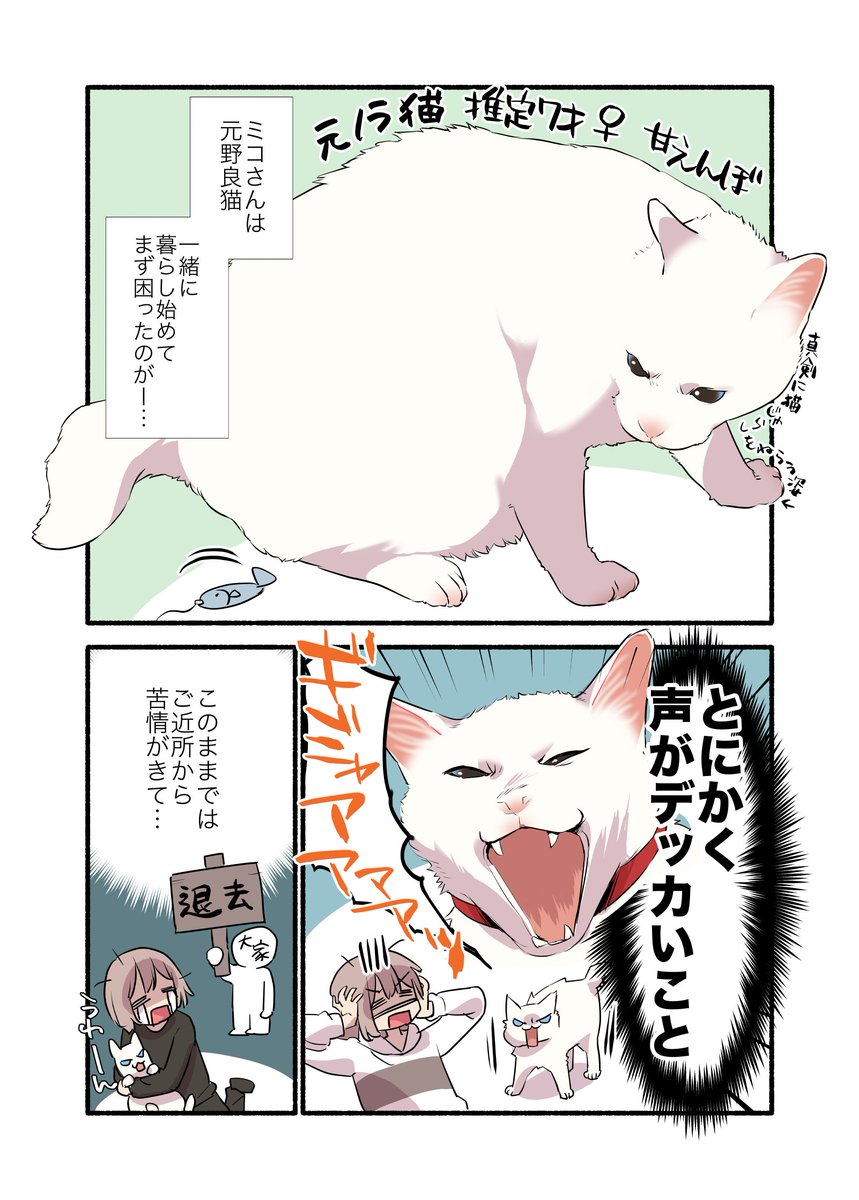 🐈👁️白猫青目の猫について知っておいてほしい話 (1/2)  #漫画が読めるハッシュタグ #愛されたがりの白猫ミコさん