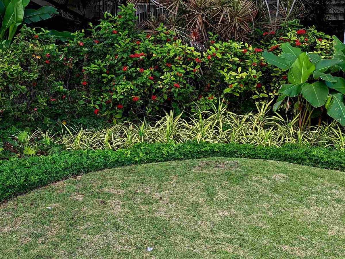 DreamYardTeam's tweet photo. Tropical border garden ideas. Some pinto peanut as a ground cover backed by spider plants, flowering shrubs and palms for a nice mixed tropical garden.
#tropicalgarden #bordergarden #tropicalplants #gardenideas #dreamyard https://t.co/3DJMsWcW9R