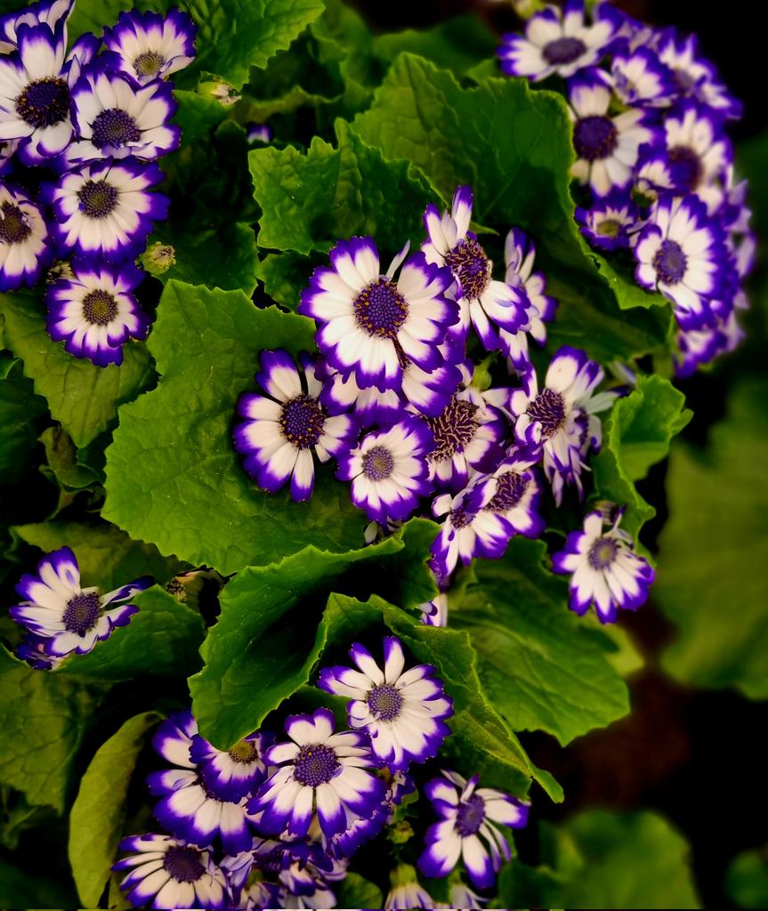 WellensRog's tweet photo. Flowers https://t.co/iXJxGDZ2sB