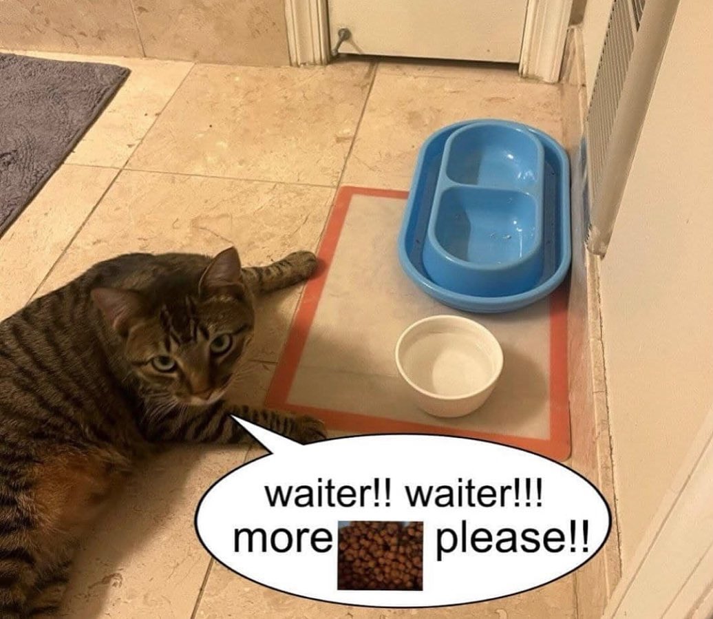 CATBRAINCELL's tweet photo. https://t.co/jM4H1hzqNs