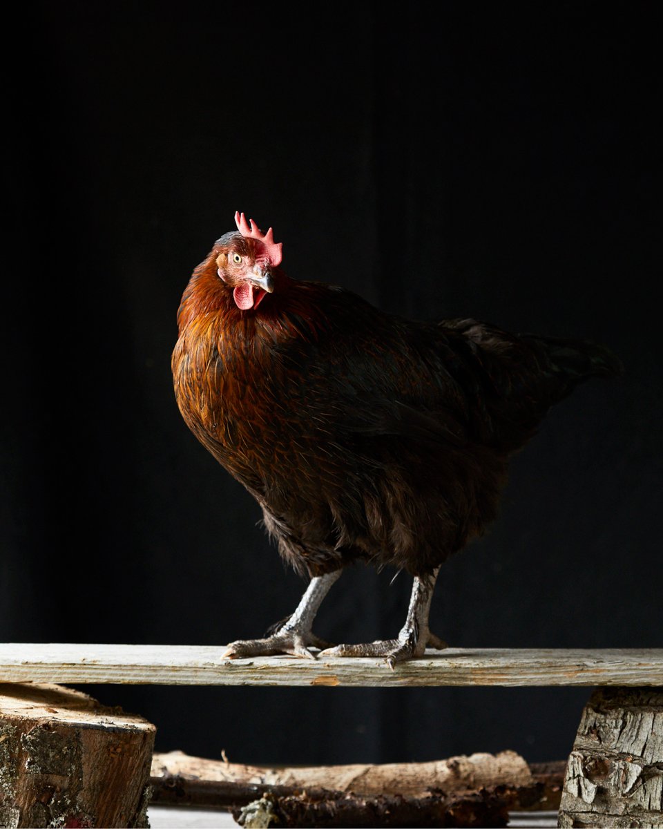 Exciting news…we’re proud to announce that Clarence Court is supporting <a href="/countrysidefund/">The Royal Countryside Fund</a>, started by HM King Charles III to create a real future for rural Britain for years to come 🎉 #britishfarming #backbritishfarming #farminguk #royalcountrysidefund #clarencecourt