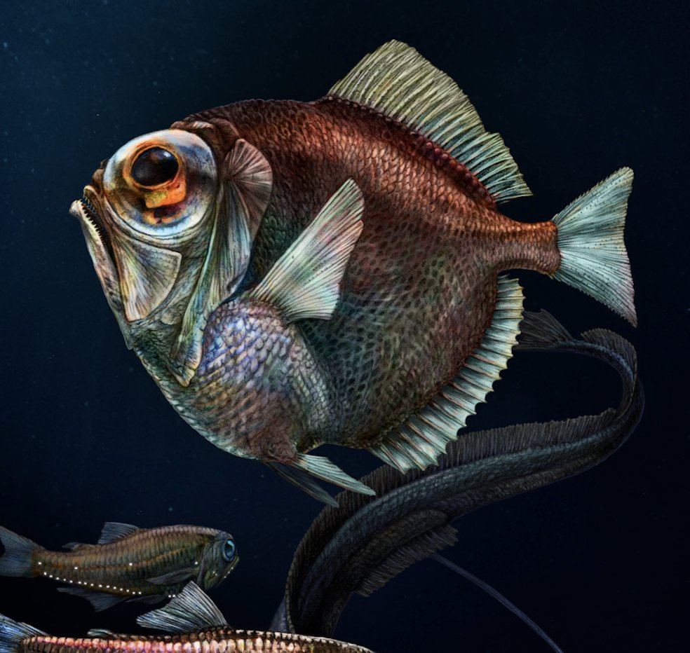 Postdoc position open on genomics of deep-sea fish vision. We're hiring! Fond of fish eyes and transcriptomics? Genomics, regulation, single-cell data? We want you in Prague:-) fishevo.com/erc-funded-pos… Funded by @ERC_Research (+PhD call in another post). Happy for retweets😍 thks