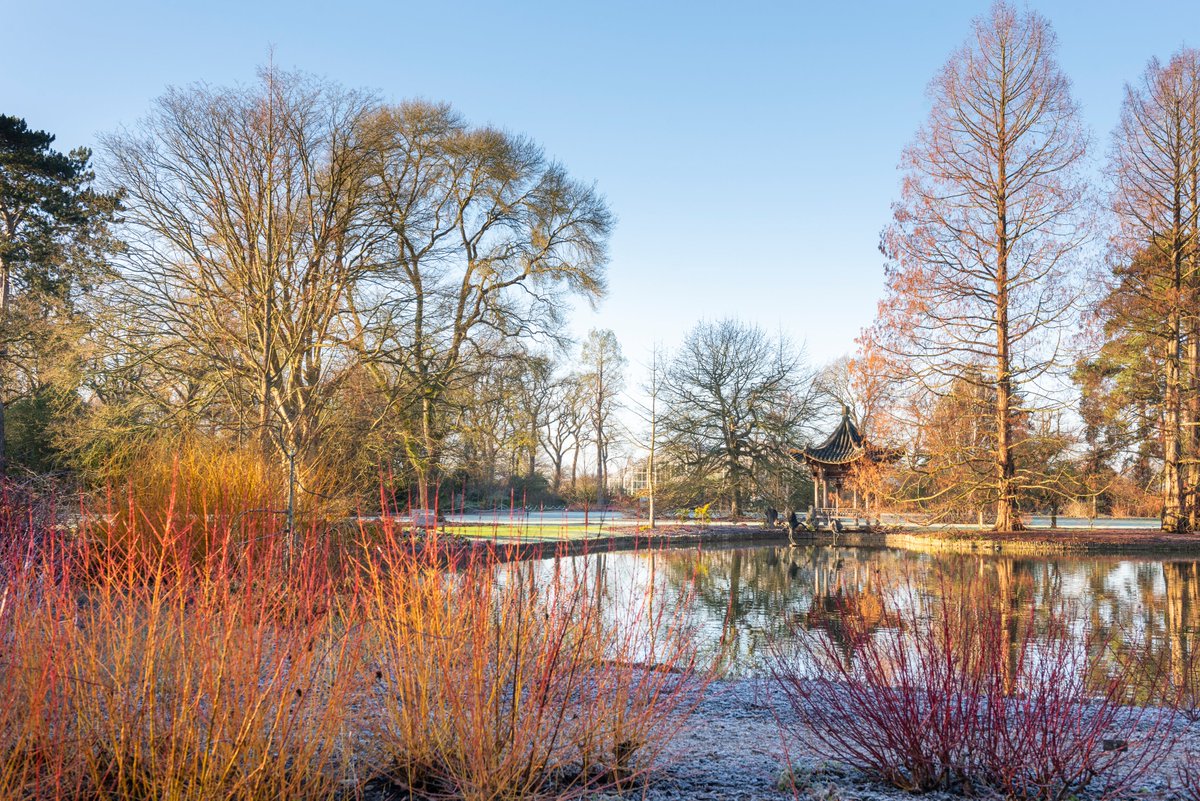 Stretching over 400m, the Winter Walk here at RHS Garden Wisley offers plenty to admire on these chilly winter days, from colourful stems to scented glades and cloud-pruned conifers. Plan your winter walk: rhs.org.uk/wisley