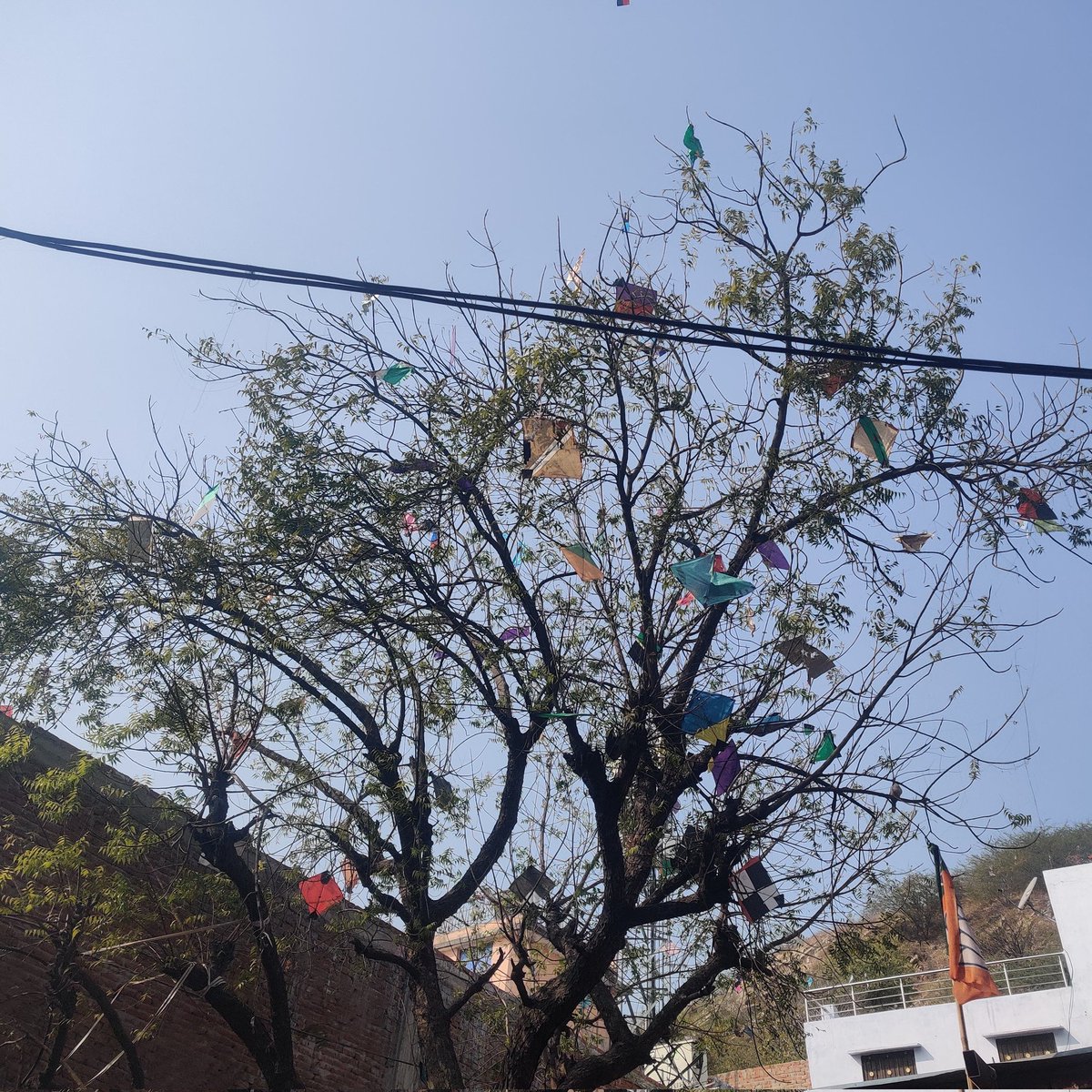 Trees of Jaipur after Makarsakranti.