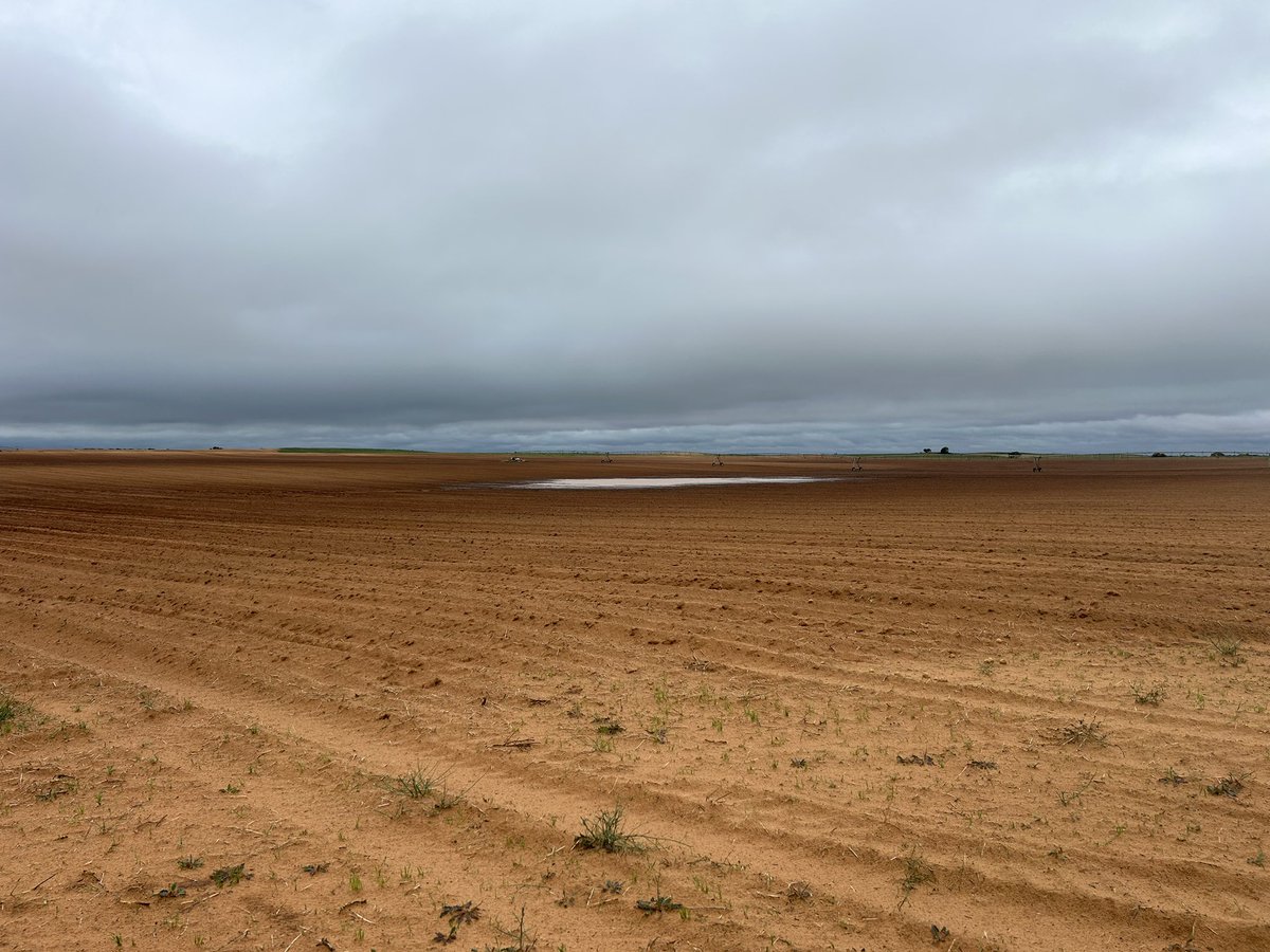 Peter Corcoran tweet media