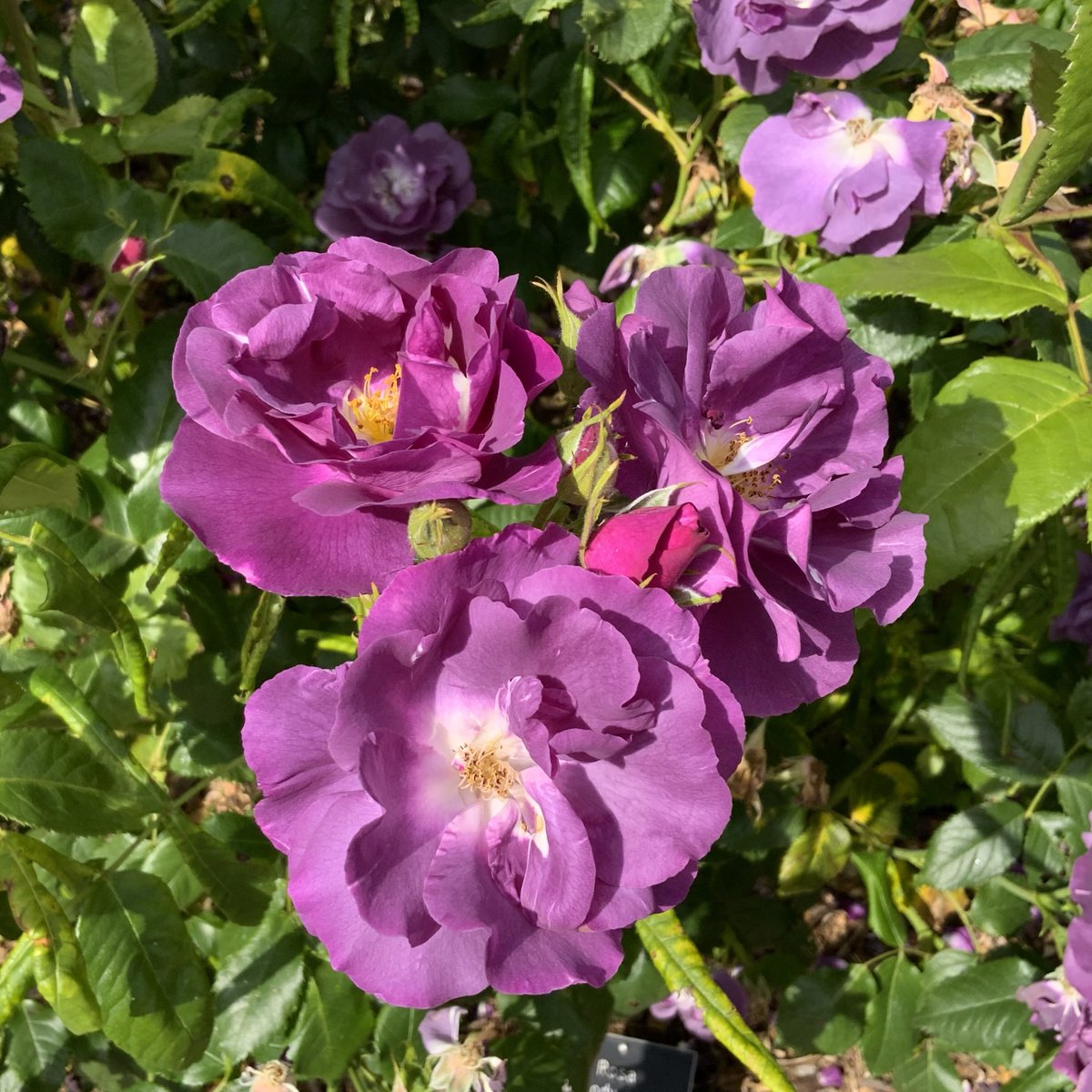 It’s ‘Rhapsody in Blue’ for #RoseWednesday Have a good day everyone, take care. #GardeningTwitter #GardeningX @loujnicholls @kgimson