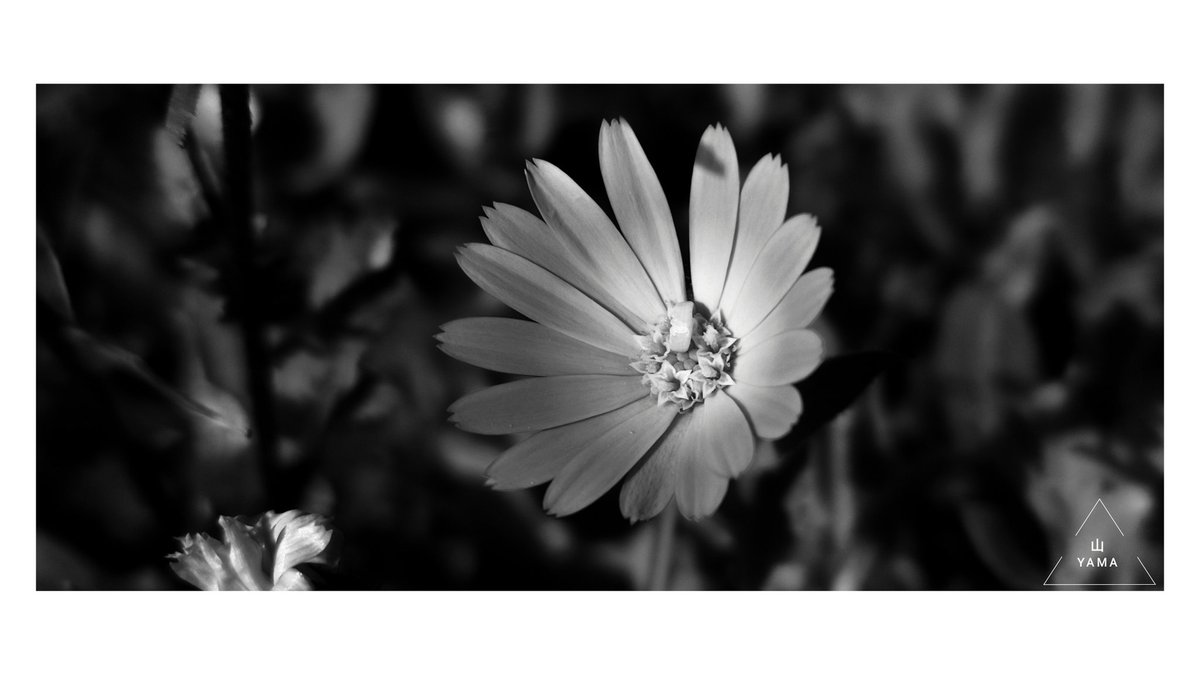 Yama_VP's tweet photo. •Calendula officinalis
#Calendula #Calendulaofficinalis #Flower #BW #Gray #Sunbeam #Flora #Poster #parconazionaledellaltamurgia #ParcoAltaMurgia #MurGeoPark #Nature #Italy #Italia #Apulia #photography #MurgiaAdventures
#Yama山 https://t.co/nCDEDzKbs8