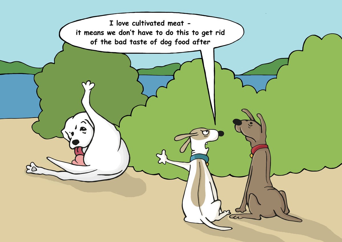 Health and great taste that will please even the most demanding four-legged companions. 
#benemeat #cultivatedmeat #petfood #healthymeat #science