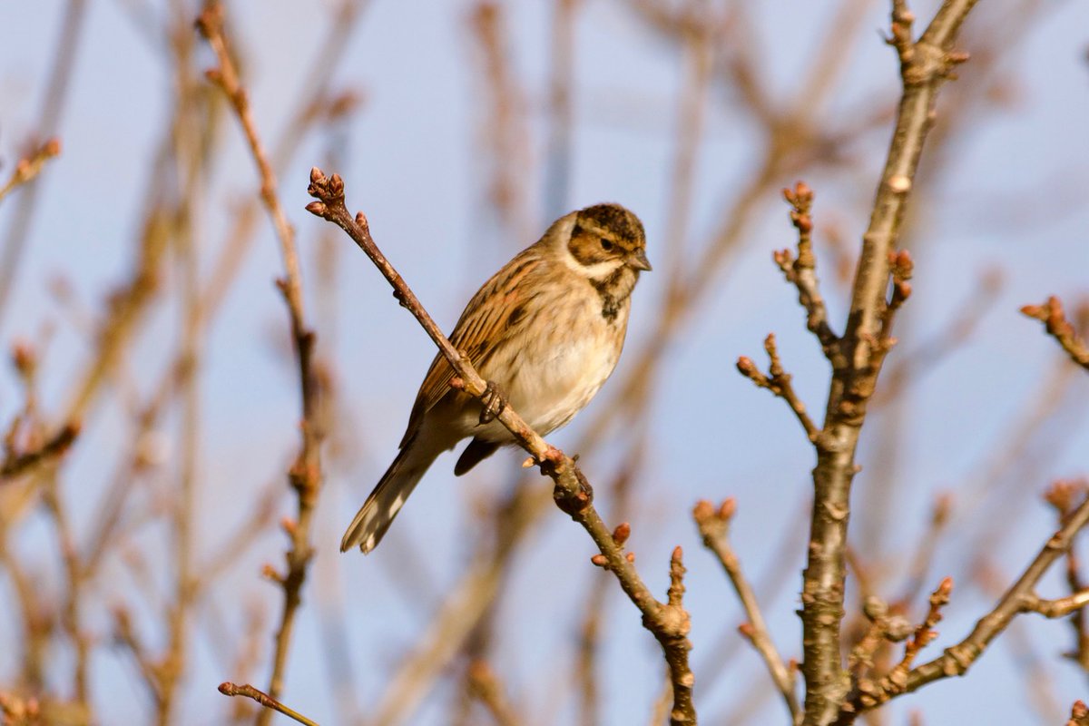 Join us at Turvey Nature Reserve next Saturday to look for wintering waders and wildfowl in Rogerstown Estuary and we hope to see Yellowhammers and Reed Bunting en route to the @BWIFingal hide: Sat 20th January, 10.00am, Turvey Nature Reserve car park:maps.app.goo.gl/iLEwpZEzBhVZAn…