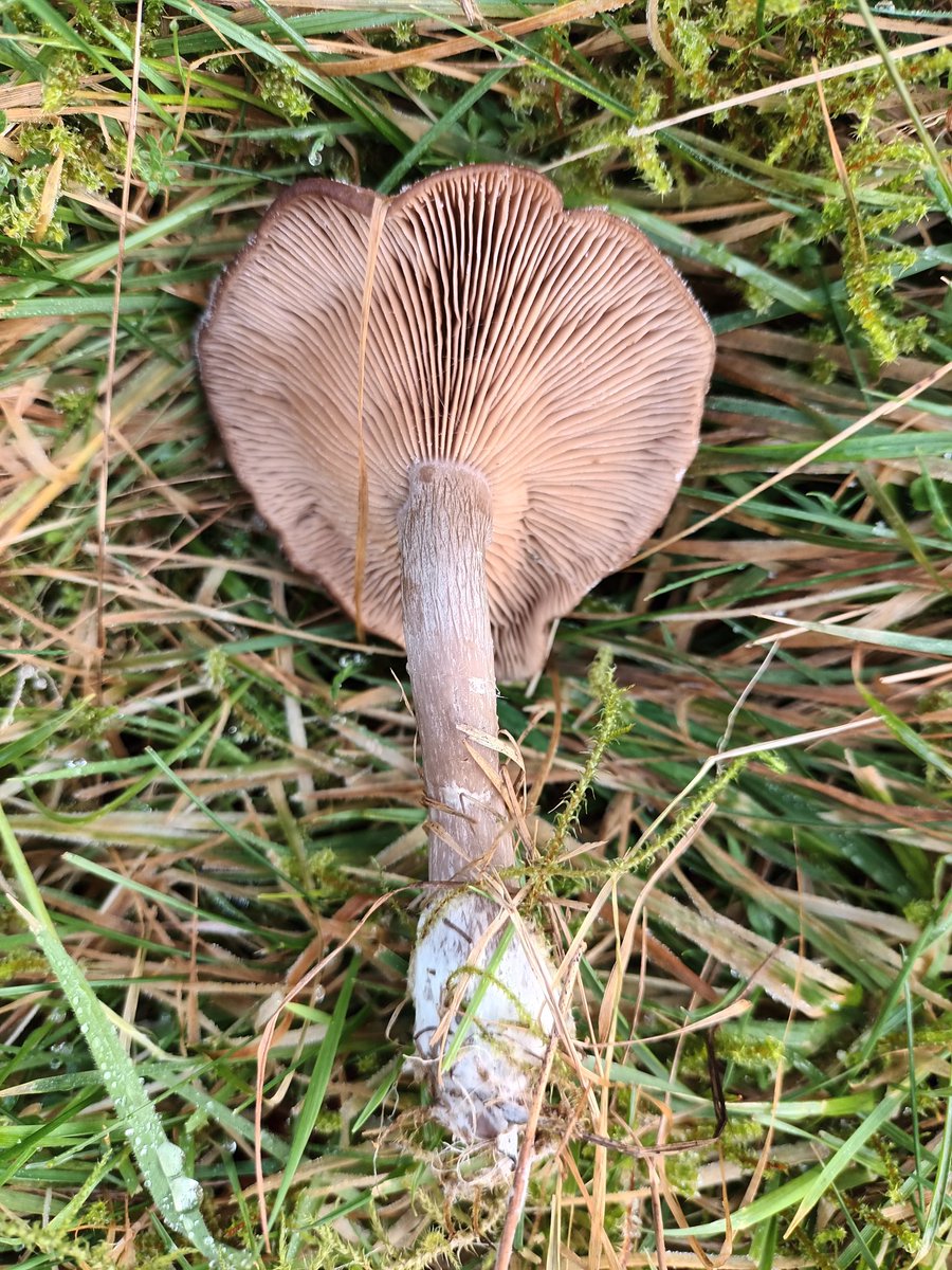 Bruce Langridge (@brucelangridge1) on Twitter photo I've not seen TheGoblet (Pseudoclitocybe cyathiformis) before. Nice name.
Found on Cae Waxcap <a href="/walesbotanic/">🏴 Gardd Cymru 🌿 Garden of Wales</a> - a grazed pasture of international importance for grassland #fungi.
These were frozen solid in the ground frost. I've not seen TheGoblet (Pseudoclitocybe cyathiformis) before. Nice name.
Found on Cae Waxcap <a href="/walesbotanic/">🏴 Gardd Cymru 🌿 Garden of Wales</a> - a grazed pasture of international importance for grassland #fungi.
These were frozen solid in the ground frost.