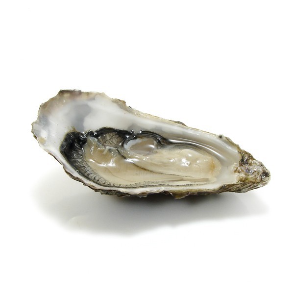 THOMASCASTELNAU's tweet photo. #HUITRESARCACHON Le Bassin est un cloaque. 141500 hbts à l'année×0,3kg d'excrément par jour faira 42 tonnes de merde rejetées au Warf de la Salie, en Été on décuple, ce qui faira 420 tonnes. Depuis longtemps les sédiments sont contaminés par les germes fécaux. Huitres à la merde. https://t.co/DniCpCl6Zw