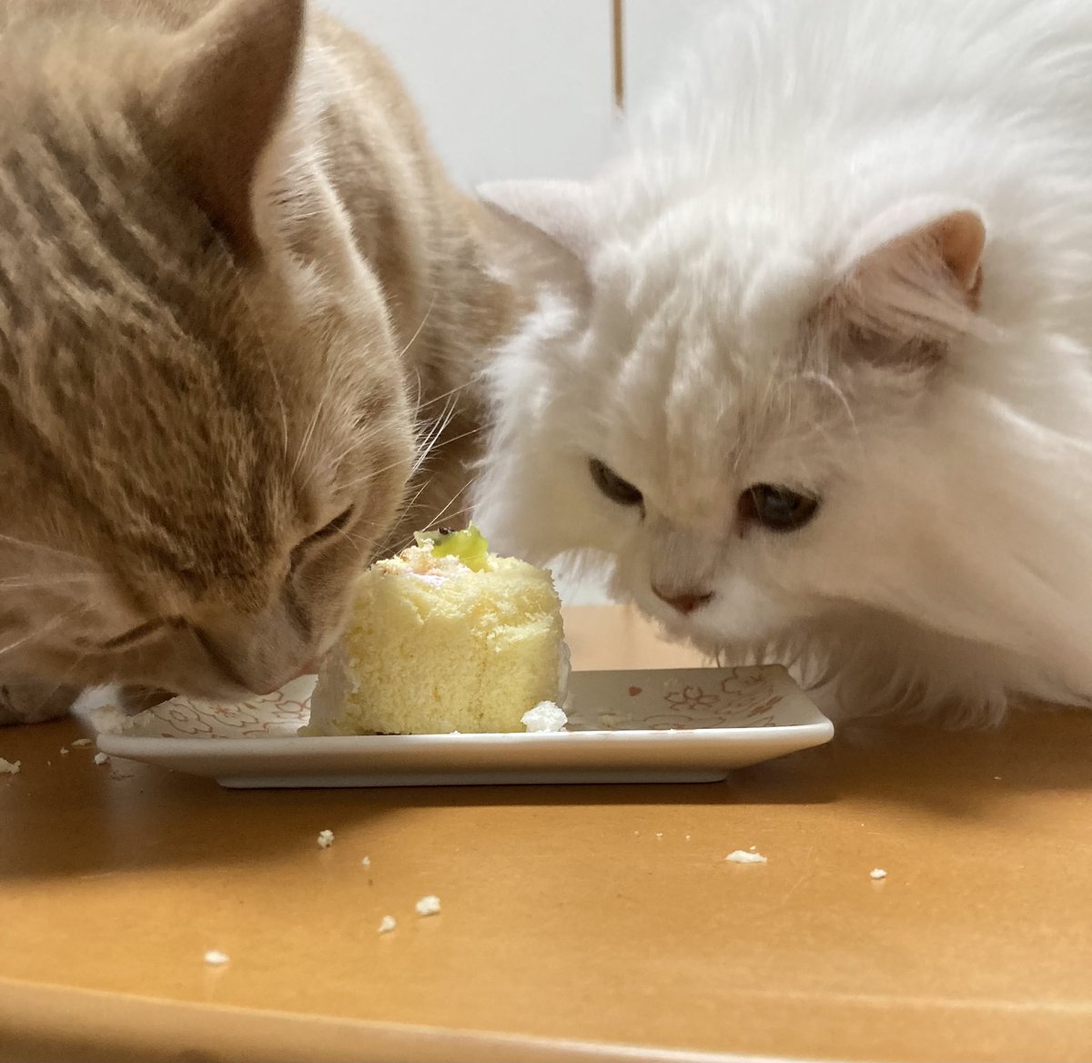 moca_tan109's tweet photo. クリスマスケーキを一緒に食べるモカときなこ🐱

 #スコティッシュフォールド #猫がいる暮らし #cat 
#猫写真 #猫 https://t.co/cQy7nlYgCi