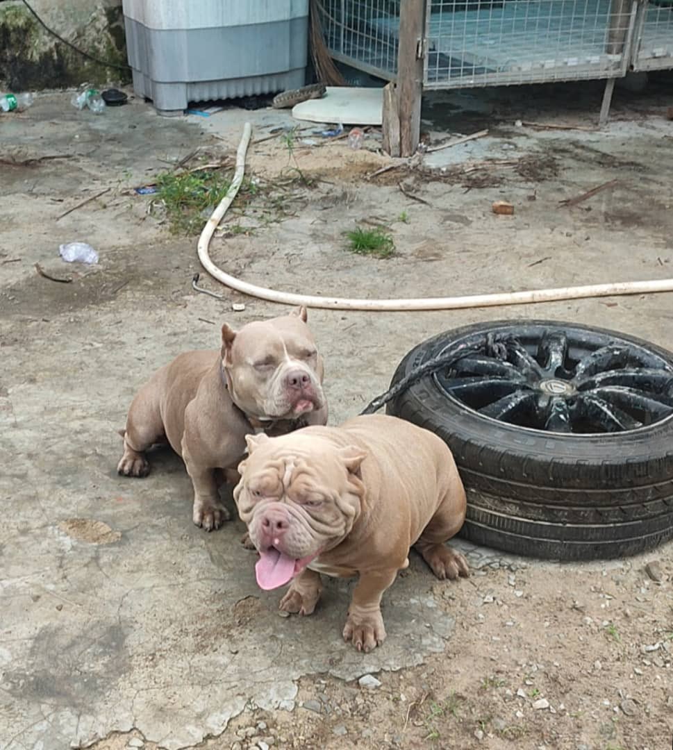 oluwa_faro's tweet photo. Hi Fam✌️
America pocket bully Puppies are available
2 mouth old
Don't dull
Chat/Call me up for business on
📞+2347059536024
📞+2348093489305
#doglover #bullypuppies #bully #DogLover #DogsofTwittter #dog #DOGS2023 #dogsinlove #dogslut #dogslife https://t.co/iwSZMSeTSN