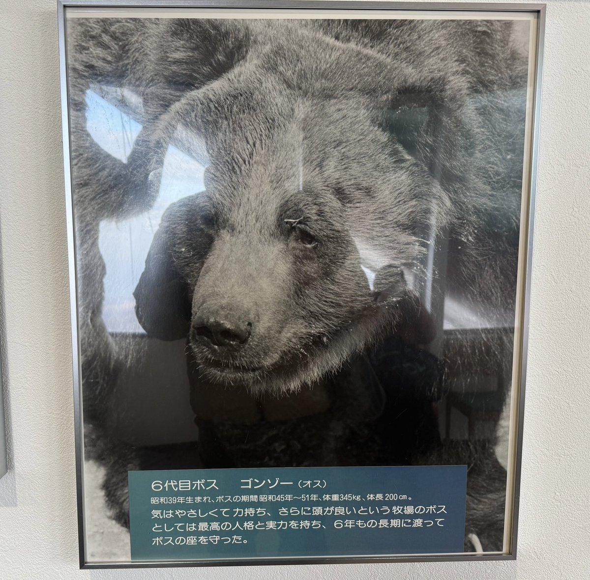 tetsuto_w's tweet photo. のぼりべつクマ牧場、物語があり過ぎる https://t.co/eUSQYUeLRc